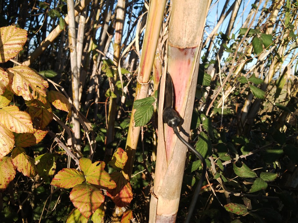 IMG_20141228_162552 (1)