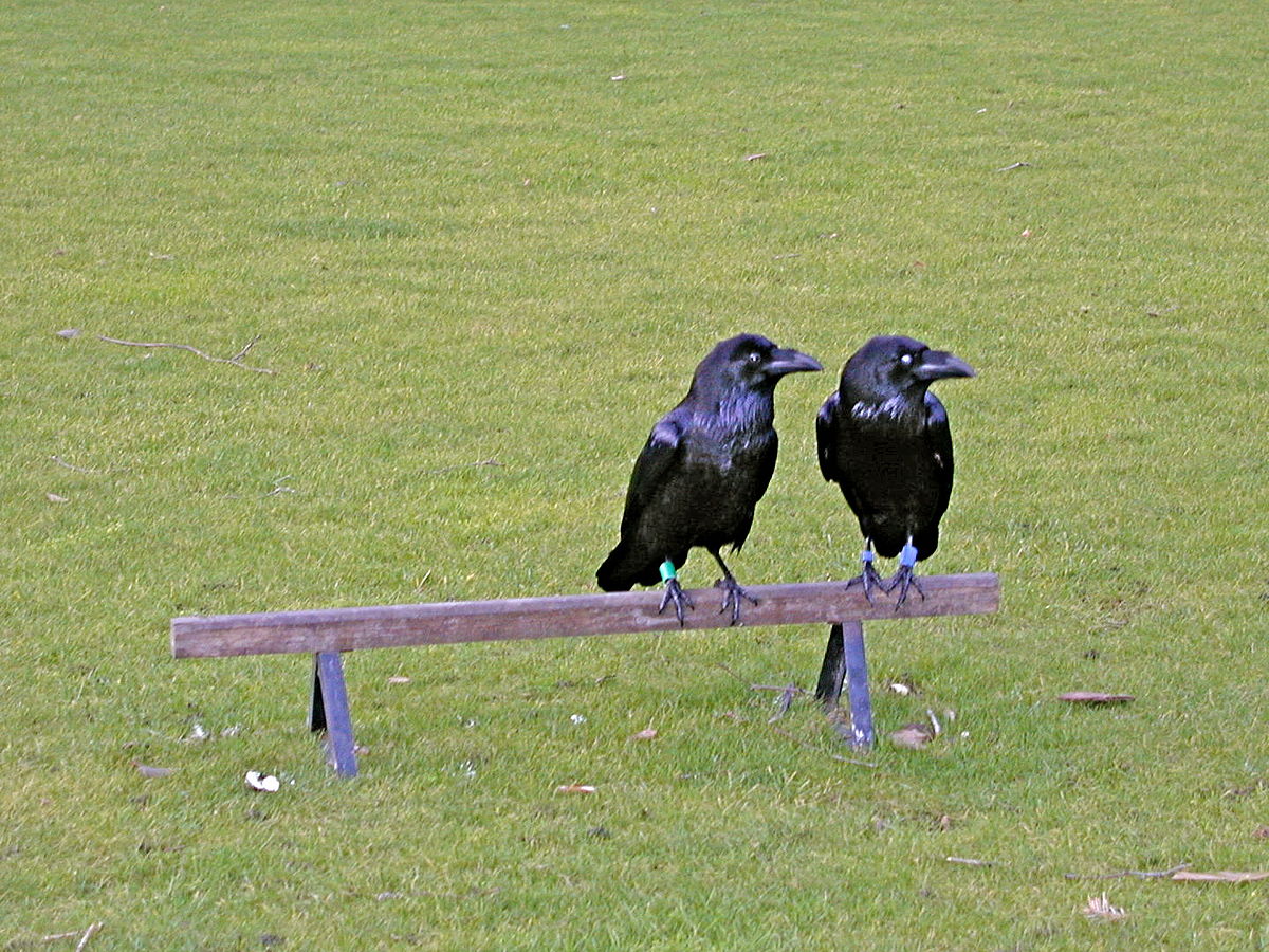 1200px-Crows_In_England