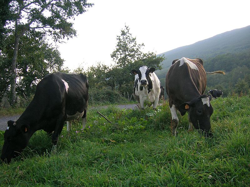 800px-Vacas_(1439323598)