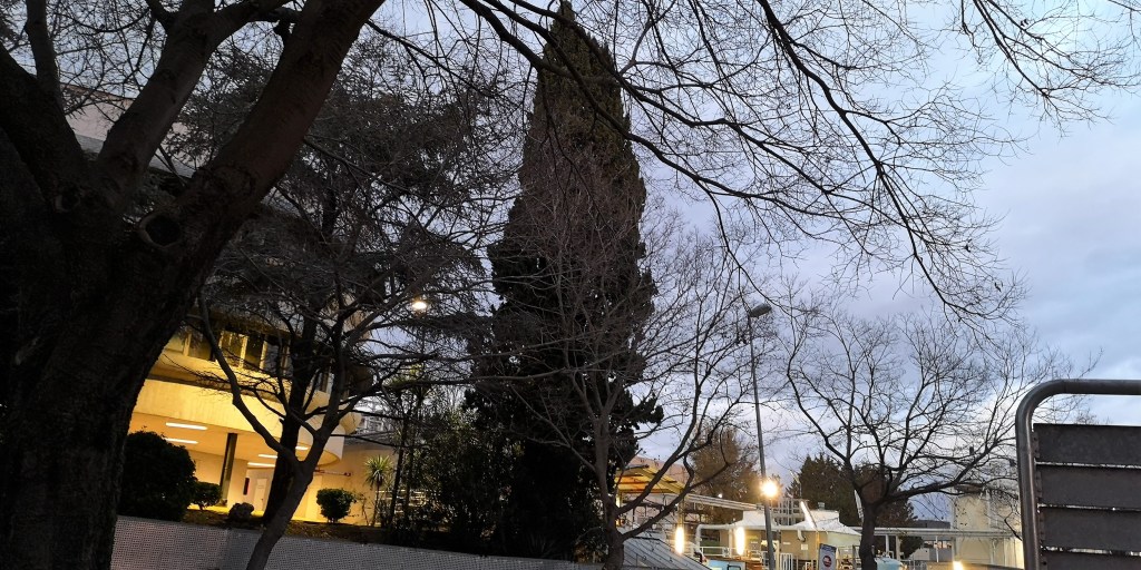 Pájaros misteriosos en los cipreses de la&nbsp;ciudad