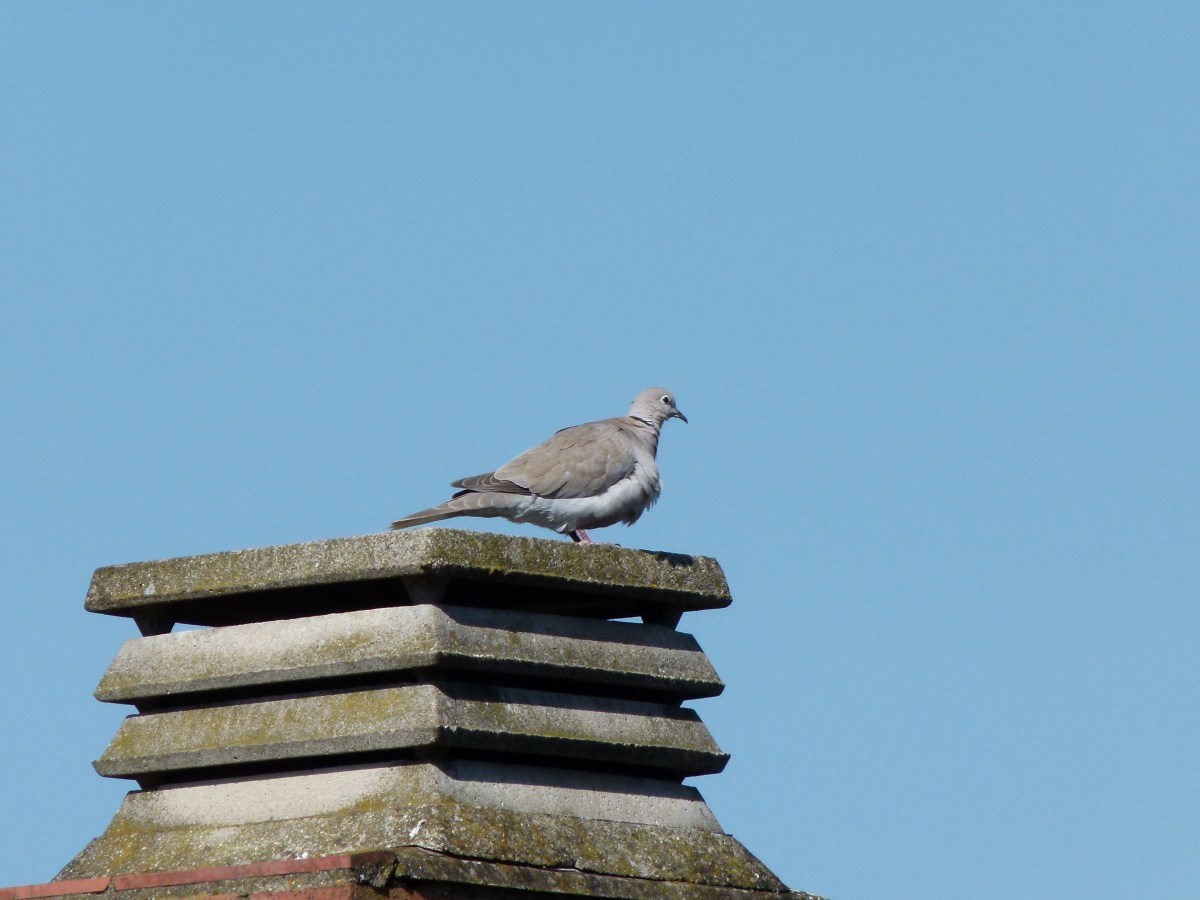 Pájaros en el balcón (y&nbsp;6)