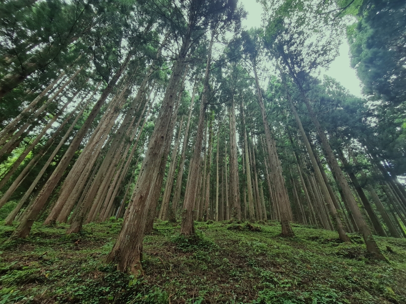 Camino entre pinos en&nbsp;Shirakawa-gō